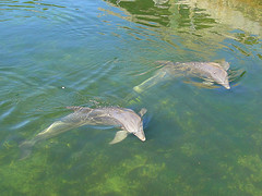Picture of two wild bottlenose dolphins swimming together